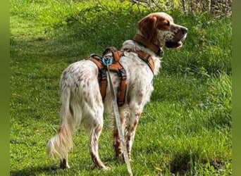Lieber Setter ♥Luca♥ in 84513 Töging