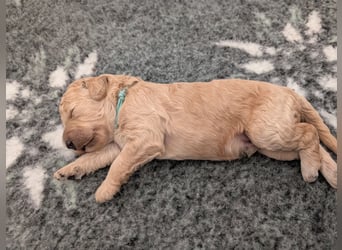 Goldendoodle medium mit Papieren und Ahnentafel