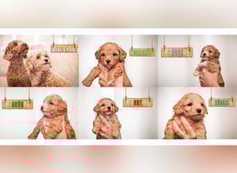5 Wunderschöne Maltipoo-Welpen suchen ein neues, liebevolles Zuhause!