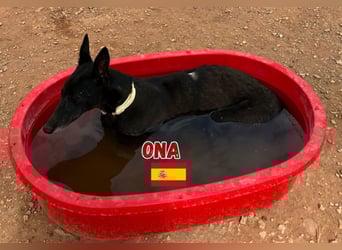 Ona,geb.03/22,verschmustes Galgo Mädel sucht ihre Familie