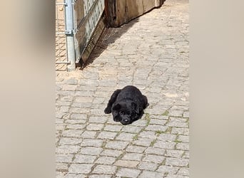 Schäferhund-Mischlingswelpen