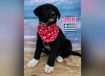 Suki,geb.02/25,zierliches Hundemädchensucht ihre Familie