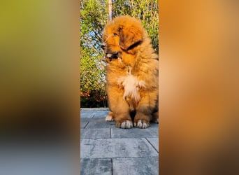 Do khyi Tibetischer Mastiff