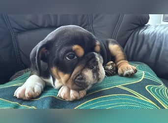 Englische Bulldogge