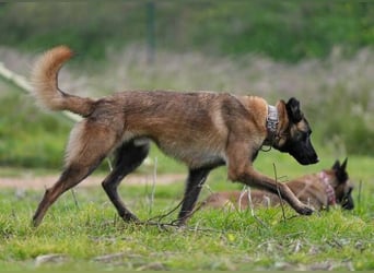 Hudson (Spanien) – unser Kein-Ohr-Malli