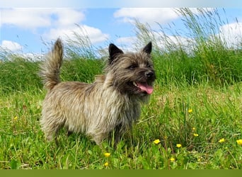 Cairn-Terrier-Welpen von-der-Iburg bietet sehr schönen Rüden