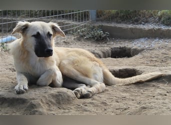 Arlo, geb. ca. 02/2023, lebt in GRIECHENLAND, im städt. Tierheim Serres
