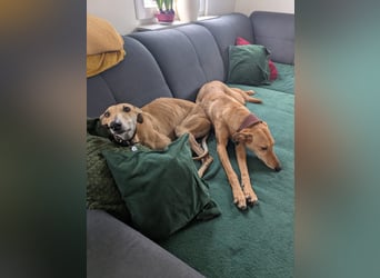 ANNI ❤️ lustige Galga, Pflgefamilie Bischberg