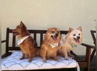 Biscuit SR – junger Herzensbrecher sucht liebevolles Zuhause