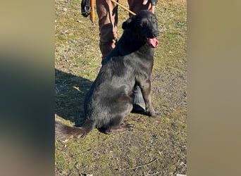 Axel, geb. 01.07.2023, 57cm, sucht seine Menschen