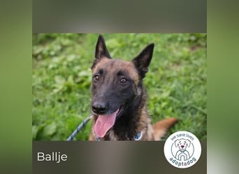 Ballje: lernfreudige Begleiterin