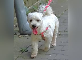 MARVIN, Malteser Mix