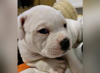American Bulldog Welpen aus Hybrid/Standard Verpaarung ab Mitte Juni abzugeben, www.cocodin-bulls.de