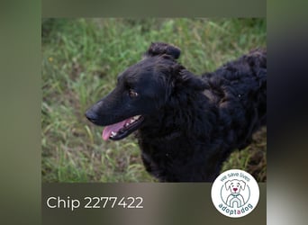 Chip 2277422: Sucht ein Zuhause