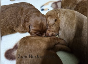 Labradoodle F1 Welpen aus Familienzucht vom Züchter 