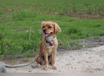 Cavapoo Welpen