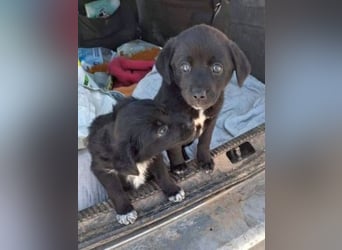 Mily- Kokoni-Mix Mädchen sucht Familie