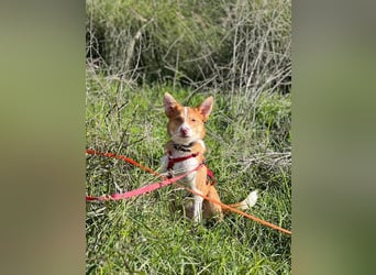 Timon (Spanien) – ein „kleiner Fuchs“, der Sie lächeln lässt