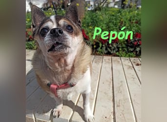 Pepón 01/2016 (ESP) - charmanter, verträglicher und anhänglicher kleiner Chihuahua!