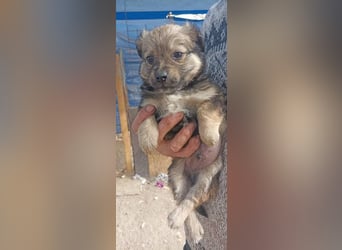Bobbele sucht sein zu Hause