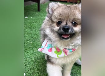 Bonnie SR - Spitz-Prinzessin sucht ihr Für-immer-Zuhause