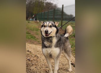 Dakota-VA – Schönheit mit Husky-Charme sucht Rasseliebhaber