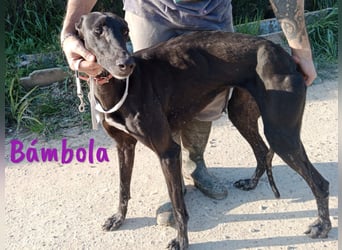 Bámbola 02/2023 (in Deutschland) - liebevolle, entspannte und freundliche Galga!