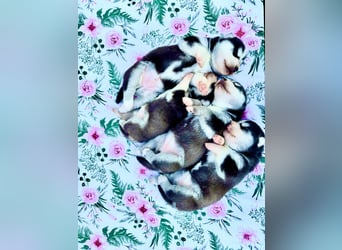 FCI Pedigree Blue Eyed Black & White Siberian Husky Champion Puppy