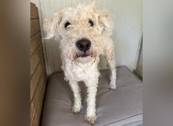 ❤️ zarte Hundeseele LUNA - 3,5 Jahre, 45cm - Puli-Mix