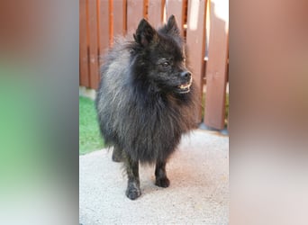 Mochi-SR, würde gern im eigenen Garten toben