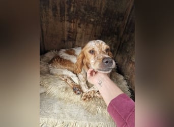Pointer Mix MAILO (2,5 Jahre) sucht eine eigene Familie