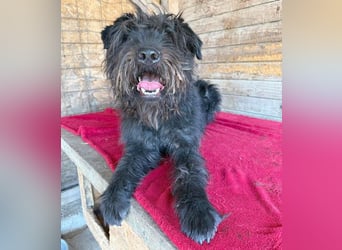 superlieber Kuschelbär OSKAR - 4,5 Jahre, 53cm/16kg - Schnauzer-Mix