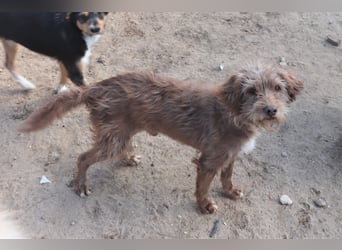 Curly, Mix Podengo / Labradoodle, lieb und sozial
