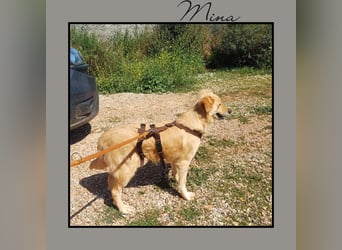 Katzenverträgliche + liebe  Golden Retriever Mix Junghündin MINA wartet inFriesenhagen auf DICH!