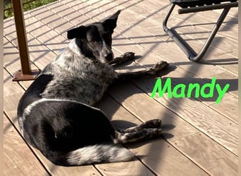 Mandy 04/2021 (in Deutschland) - lernwillige und verspielte, wunderschöne Hündin!