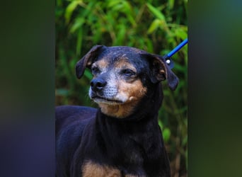 Fiona, Mix Pinscher / Chihuahua, lieb und verträglich