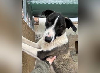 YADE, Hündin, 1,5 Jahre, 50 cm, Mischling, Tierschutz