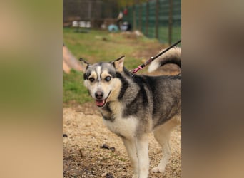 Dakota-VA – Schönheit mit Husky-Charme sucht Rasseliebhaber