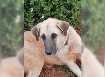 Bodhi, ein Engel auf 4 Beinen