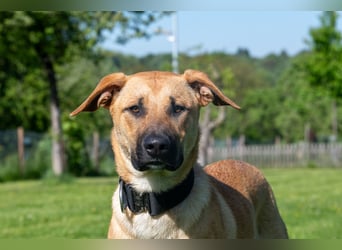 Nero sucht DRINGEND ein ZUHAUSE !