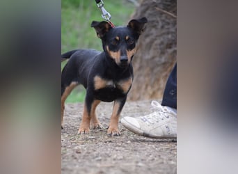 Ludmilla - aktive, nette, freundliche Terriermix Hündin
