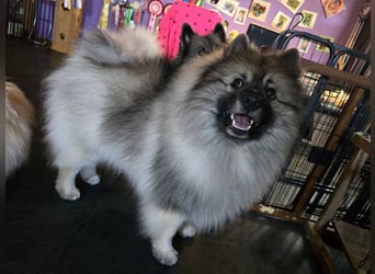 E Wurf the faithful silver wolf