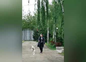 Wunderschöne BJANKA sucht ein für-immer-Zuhause