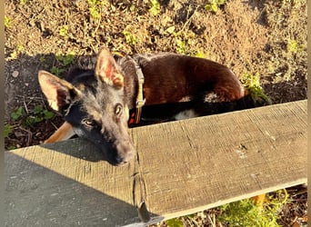 Joshi, geboren 04.06.2024, 54cm sucht neues Zuhause