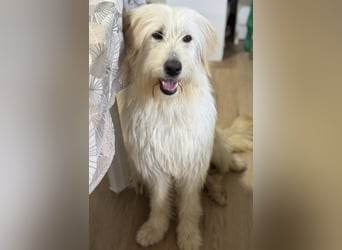 Lola, eine zauberhafte Hündin