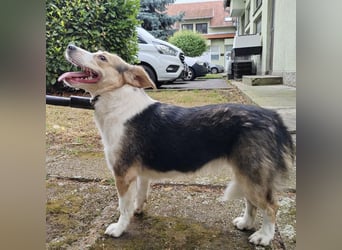 Irena - wird sie je ein Frauchen finden???