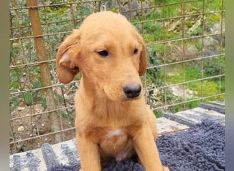 Kimbo ❤️ verspielter Labi-Bracke-Mix Bub