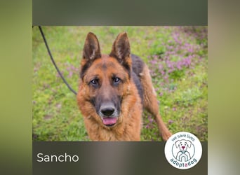 Sancho: Sucht ein erfahrenes Zuhause