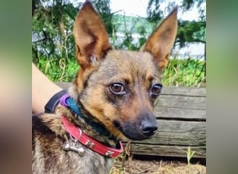 Uschka, Pinscher Mischling