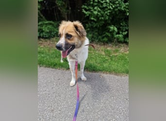 BENJI (*2024) auf Pflegestelle in 86989 Steingarten